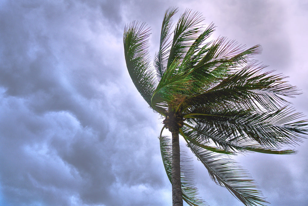 Pre-Irma Pensamientos